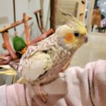 モフアニマルカフェ「マークイズ福岡ももち店」オカメインコの画像