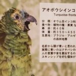 アオボウシインコ