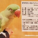 オオホンセイインコの画像