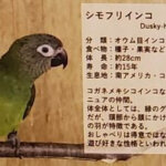 シモフリインコの画像