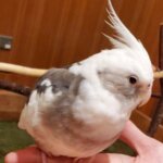 モフアニマルカフェ「ららぽーと福岡店」の白いオカメインコの画像