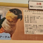 モフアニマルカフェ「マークイズ福岡ももち店」のズグロシロハラインコ、アーテルの画像