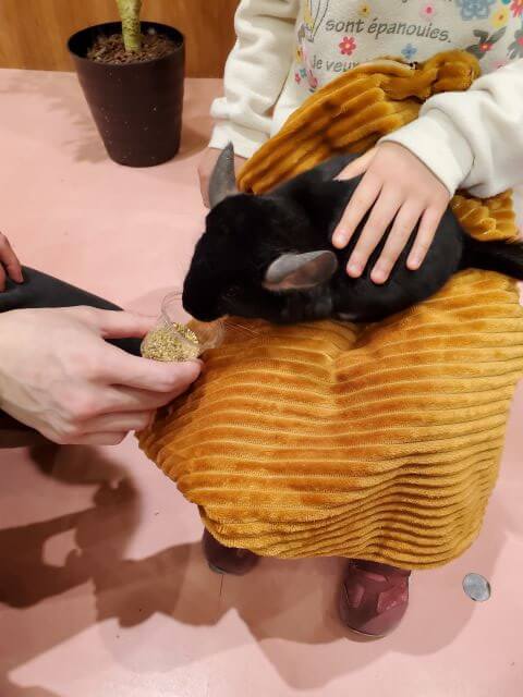 モフアニマルカフェ「マークイズ福岡ももち店」のイベント。女の子がチンチラを撫でている画像。