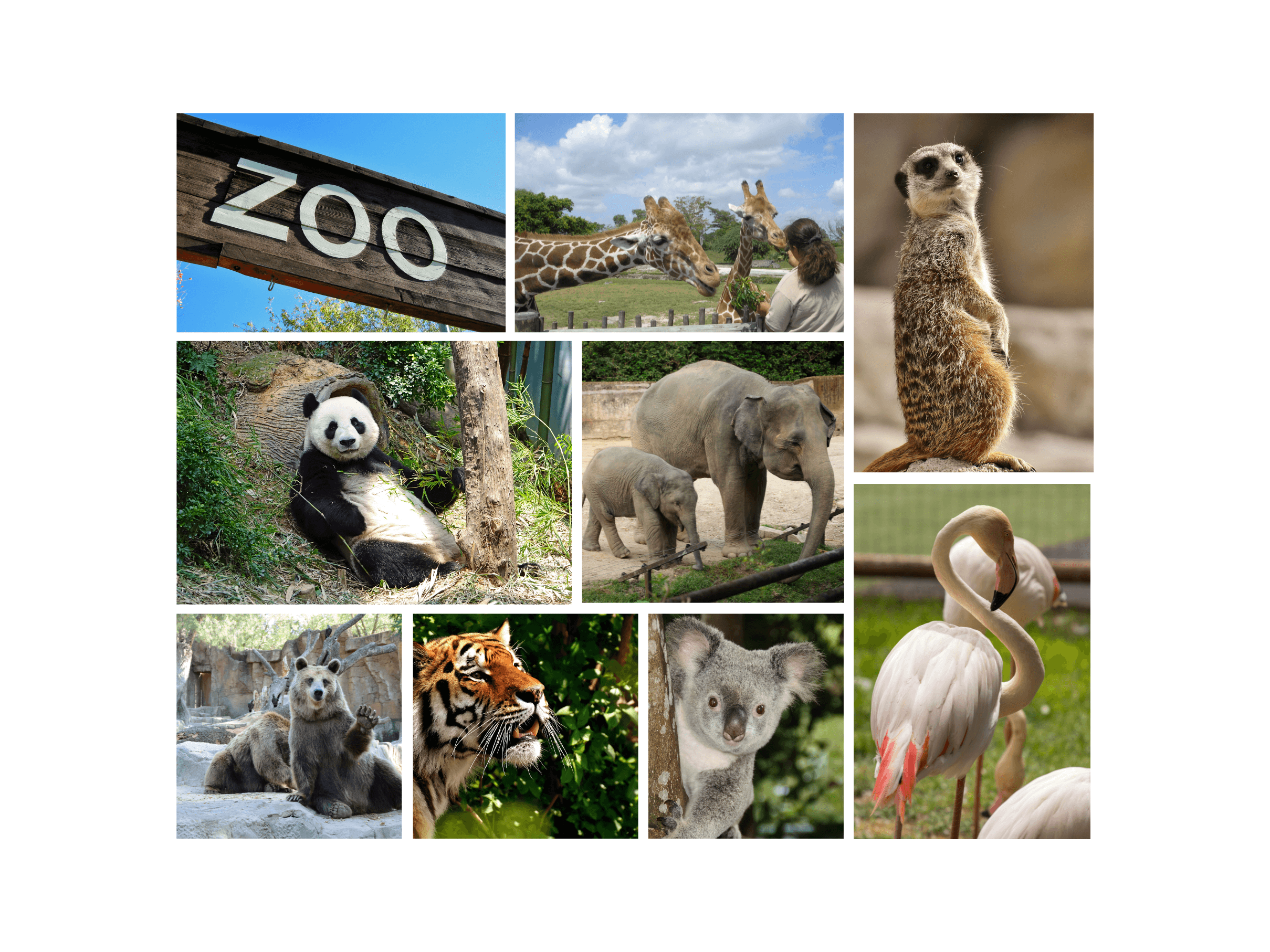 動物園のイメージ画像