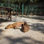 「海の中道海浜公園」「動物の森」カピバラの画像