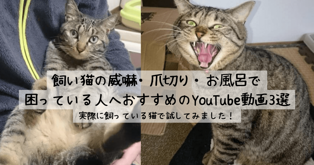 飼い猫の威嚇・爪切り・お風呂で困っている人へおすすめのYouTube動画3選｜実際に飼っている猫で試してみました！ブログのアイキャッチ画像