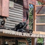 「海の中道海浜公園」「動物の森」クモザルの画像