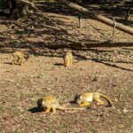 「海の中道海浜公園」「動物の森」リスザルの画像