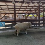 「海の中道海浜公園」「動物の森」ヒツジの画像