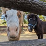 海の中道海浜公園「動物の森」にいるポニーさつきちゃんの画像