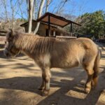 「海の中道海浜公園」「動物の森」ポニーのポチャくんの画像