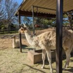 「海の中道海浜公園」「動物の森」ラマの画像