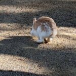 「海の中道海浜公園」「動物の森」うさぎの画像