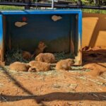 「海の中道海浜公園」「動物の森」プレーリードッグの画像