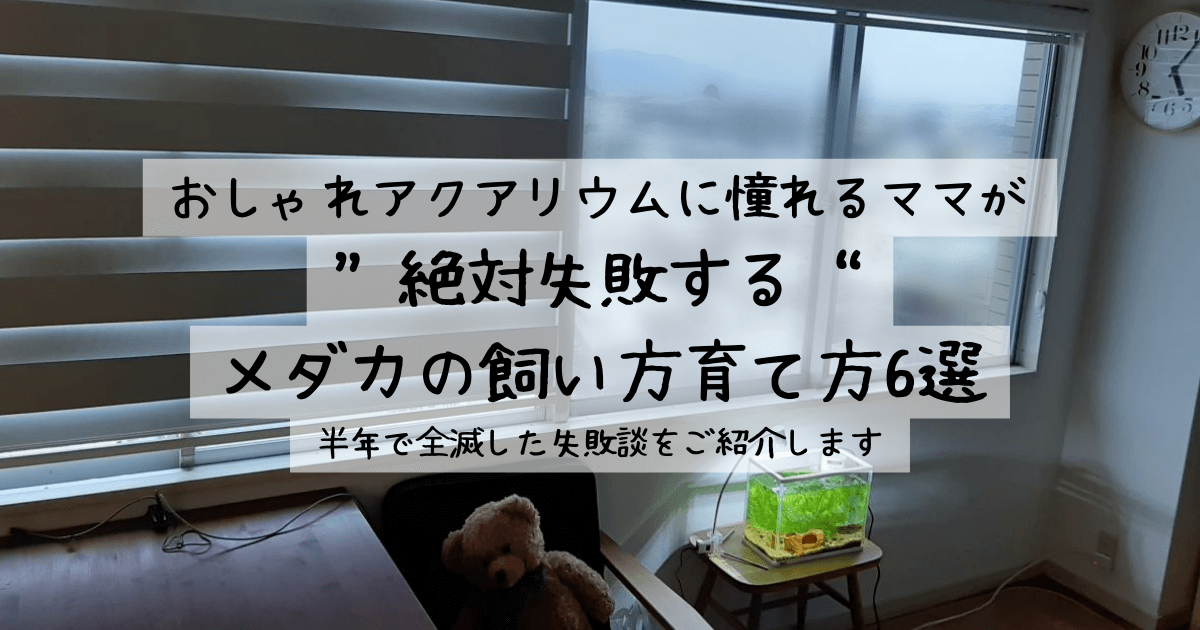 おしゃれアクアリウムに憧れるママが“絶対失敗する”メダカの飼い方育て方6選｜半年で全滅した失敗談をご紹介します アイキャッチ画像