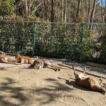 「海の中道海浜公園」「動物の森」のカンガルー達の画像