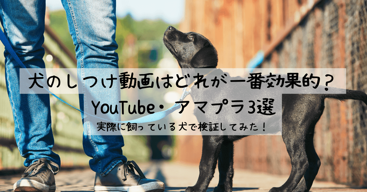 犬のしつけ動画はどれが一番効果的？YouTube・アマプラ3選｜実際に飼っている犬で検証してみた！ブログ記事のアイキャッチ画像