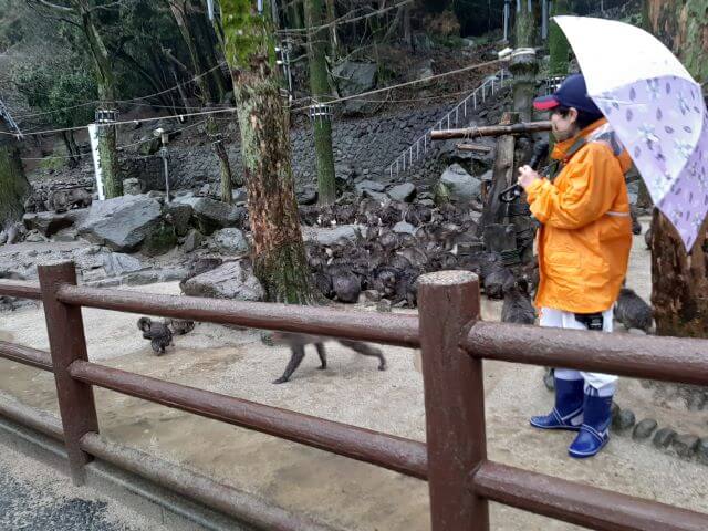 高崎山「コムギの餌やり」の様子の画像