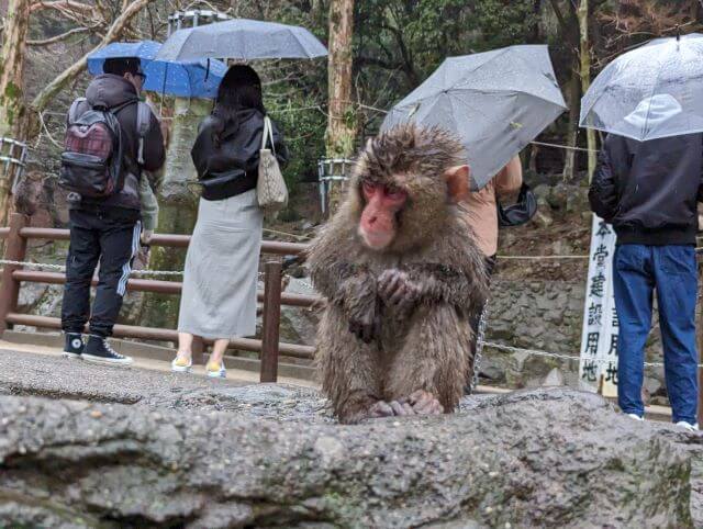 大分県にある高崎山自然動物園の雨の日の子ザルが外で眠そうにしている画像