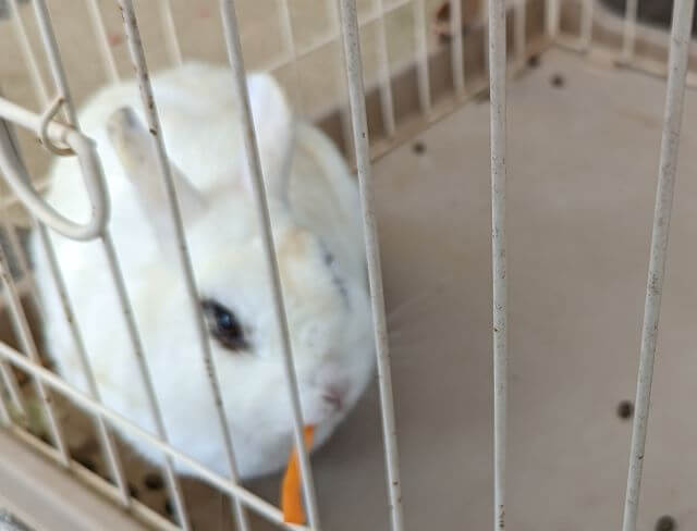 佐賀県伊万里市の「りんちゃん牧場ふれあいパーク」にいる、ウサギの画像