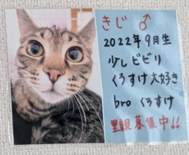 福岡県糸島市志摩芥屋にある保護猫カフェ「take9」にいる保護猫の「きじ」の説明画像