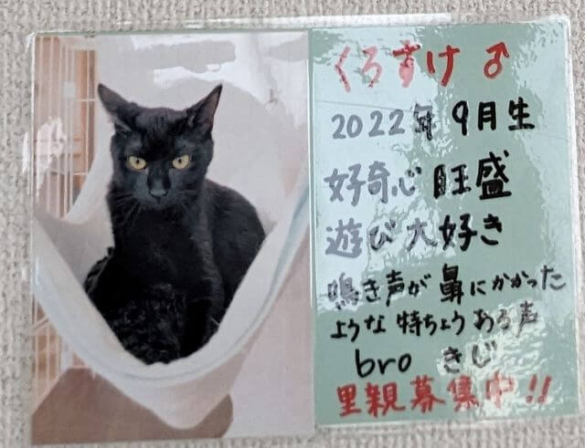 福岡県糸島市志摩芥屋にある保護猫カフェ「take9」にいる保護猫の「くろすけ」の説明画像