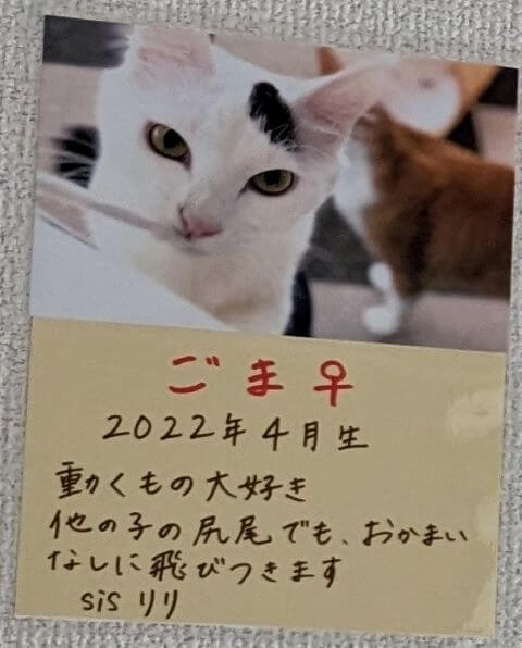 福岡県糸島市志摩芥屋にある保護猫カフェ「take9」にいる保護猫の「ごま」の説明画像