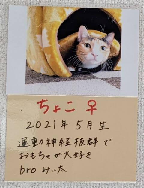 福岡県糸島市志摩芥屋にある保護猫カフェ「take9」にいる保護猫の「ちょこ」の説明画像