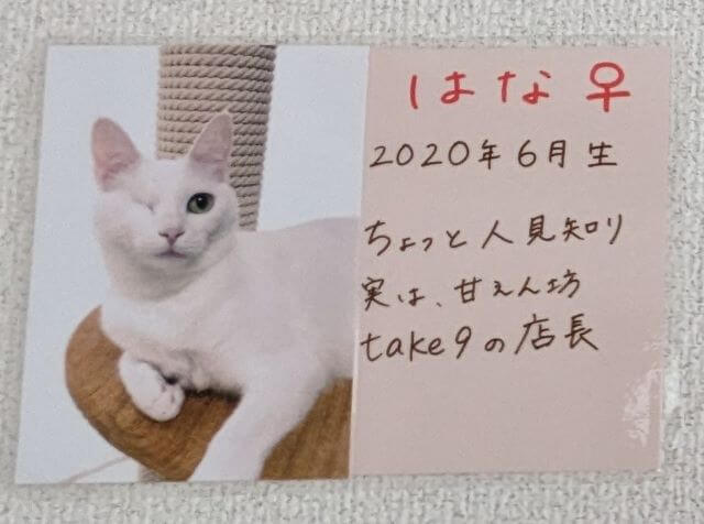 福岡県糸島市志摩芥屋にある保護猫カフェ「take9」にいる保護猫の「はな」の画像