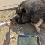 福岡県糟屋郡久山町にある「トリアスふれあい動物園」にいるブタのみこちゃんの画像