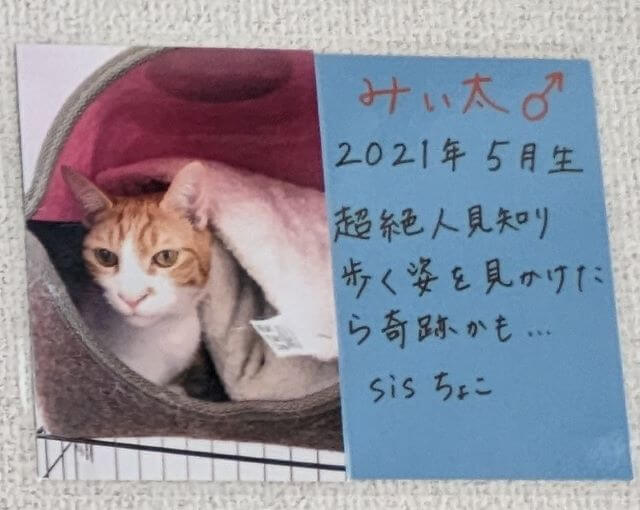福岡県糸島市志摩芥屋にある保護猫カフェ「take9」にいる保護猫の「みぃ太」の説明画像