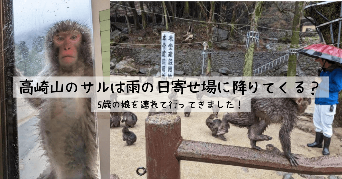 高崎山のサルは雨の日寄せ場に降りてくる？｜5歳の娘を連れて行ってきました！