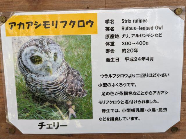 福岡県大野城市にある株式会社アシュラン本社内の「バードハウス」のアカシアモリフクロウの説明画像