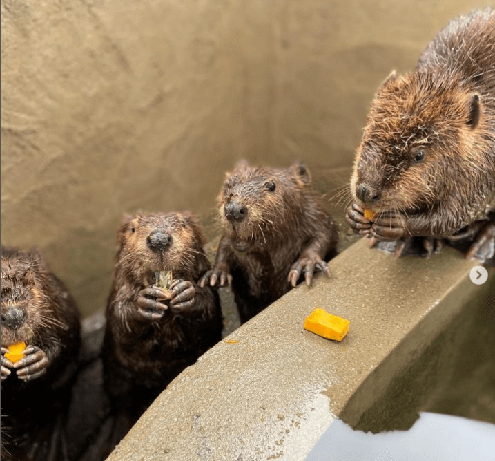 トリアス久山ふれあい動物園にいるアメリカビーバー一家の画像「トリアス久山ふれあい動物園インスタ画像引用）