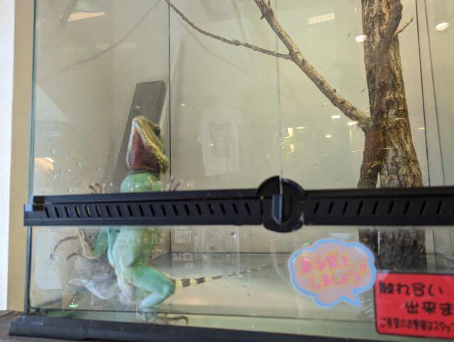 福岡市博多区にある爬虫類カフェ「Dragon Valley（ドラゴンバレー）」にいるインドシナウォータードラゴン