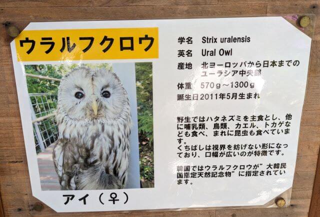 福岡県大野城市にある株式会社アシュラン本社内の「バードハウス」のウラルフクロウの説明画像