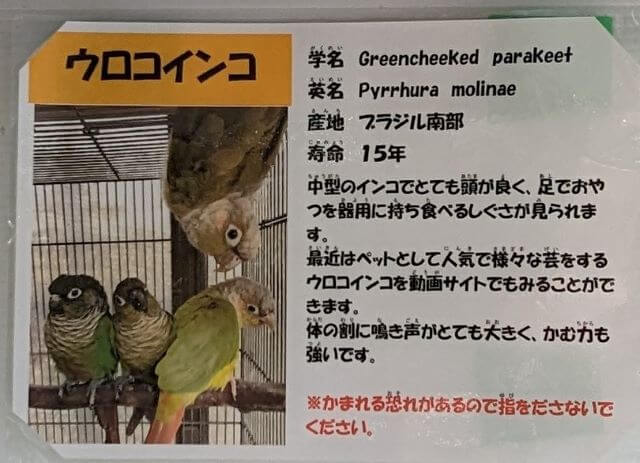 福岡県大野城市にある株式会社アシュラン本社内の「バードハウス」にいるウロコインコの説明画像。