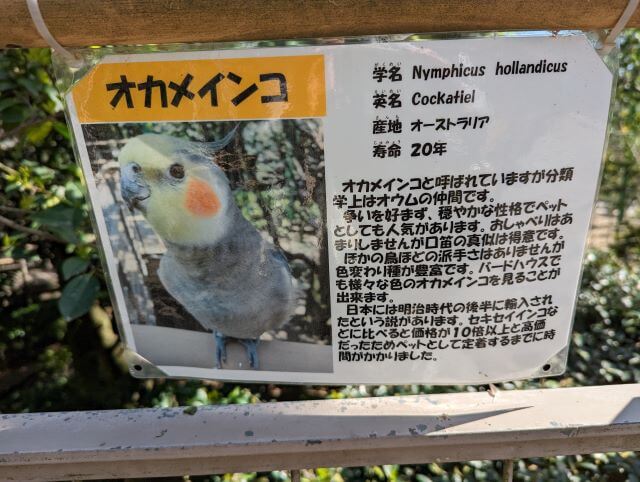 福岡県大野城市にある株式会社アシュラン本社内の「バードハウス」にいるオカメインコの説明画像