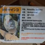 福岡県大野城市にある株式会社アシュランの「バードハウス」にいるオキナインコのランチャンの説明と画像