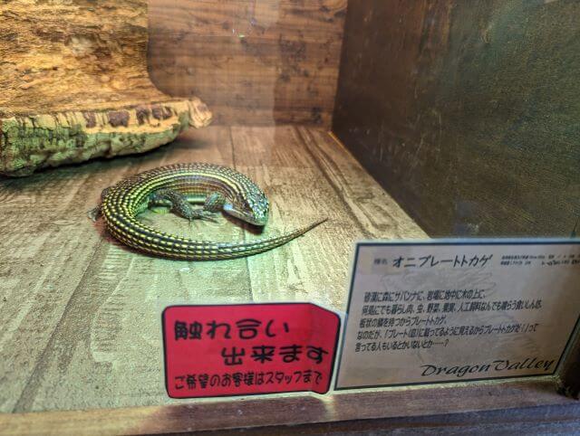 福岡市博多区にある爬虫類カフェ「Dragon Valley（ドラゴンバレー）」にいるオニプレートトカゲ
