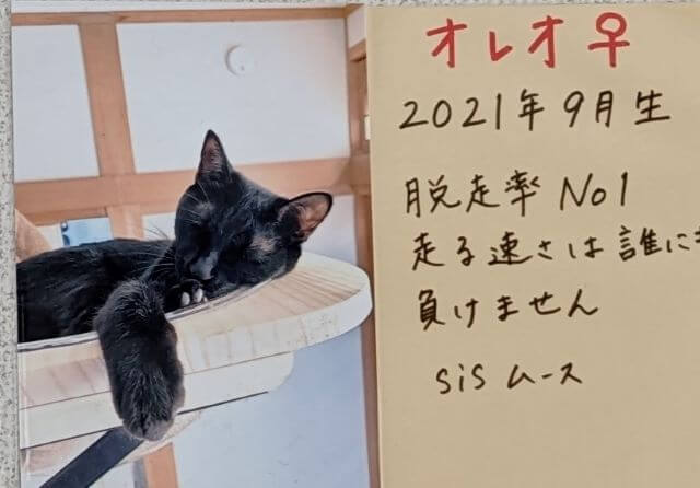 福岡県糸島市志摩芥屋にある保護猫カフェ「take9」にいる保護猫の「オレオ」の説明画像