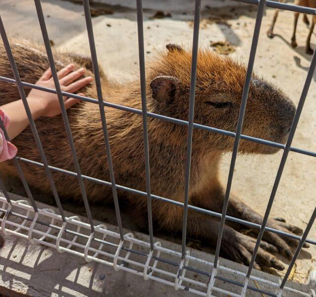 佐賀県伊万里市の「りんちゃん牧場ふれあいパーク」にいるカピバラの画像