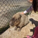 福岡県糟屋郡久山町にある「トリアスふれあい動物園」にいるカピバラの画像