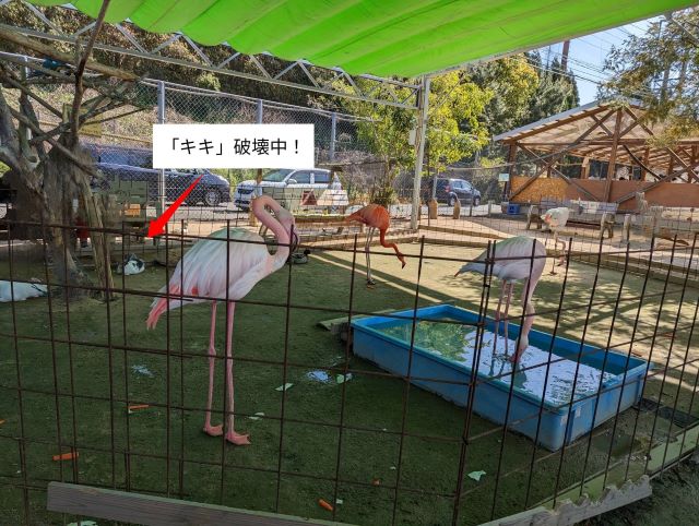 福岡県糟屋郡久山町にある「トリアスふれあい動物園」にいるフラミンゴ・うさぎ・かものスペースの画像