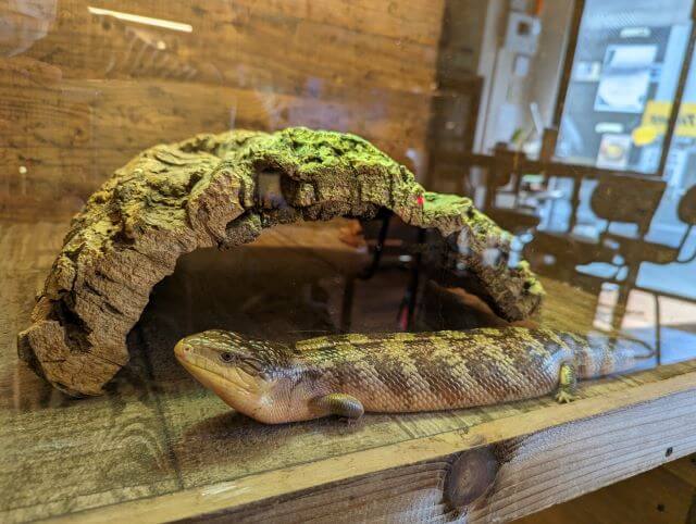 福岡市博多区にある爬虫類カフェ「Dragon Valley（ドラゴンバレー）」にいるキメラアオジタトカゲの画像