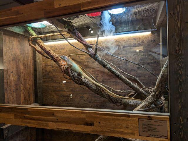 福岡市博多区にある爬虫類カフェ「Dragon Valley（ドラゴンバレー）」にいるグリーンイグアナの画像
