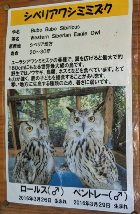 福岡県大野城市にある株式会社アシュラン本社内の「バードハウス」にいるシベリアワシミミズクの説明画像