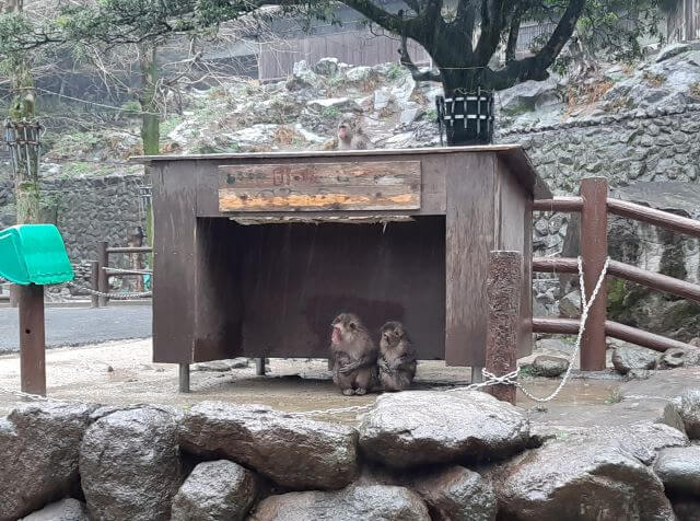 大分県にある高崎山自然動物園のストーブ用のカバーで雨の日に雨宿りしている2匹のサル達の画像