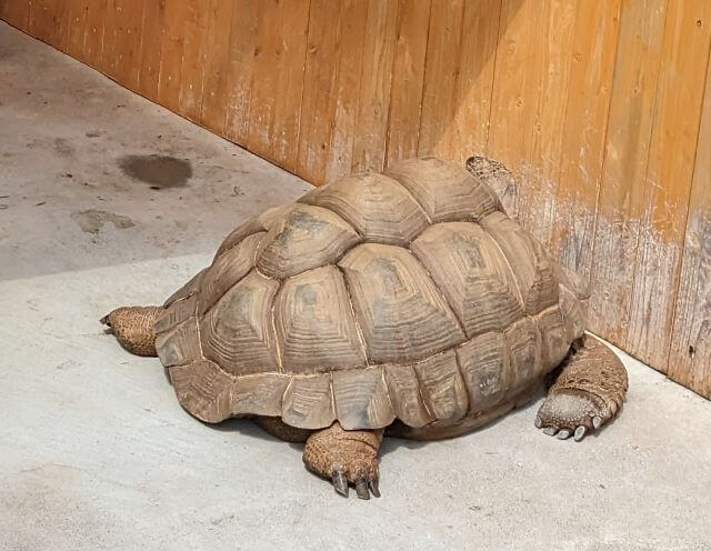 佐賀県伊万里市の「りんちゃん牧場ふれあいパーク」にいるゾウガメの画像