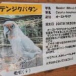 福岡県大野城市にある株式会社アシュランの「バードハウス」のテンジクバタンももちゃんの説明と画像